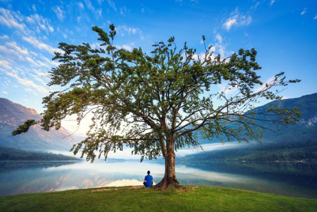 Under The Tree